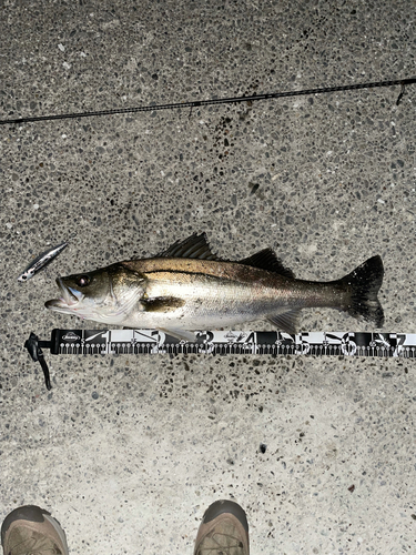 シーバスの釣果