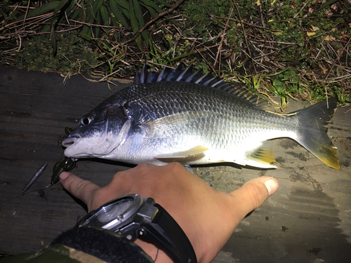 キビレの釣果