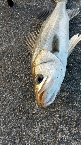 ヒラスズキの釣果