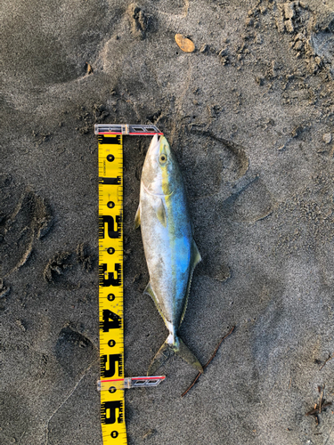 ワカシの釣果