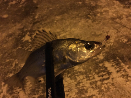 セイゴ（マルスズキ）の釣果