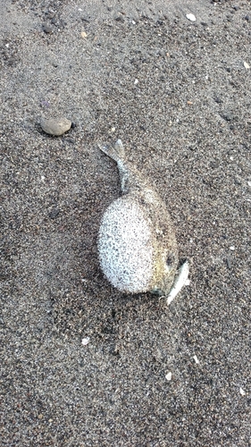 シロサバフグの釣果