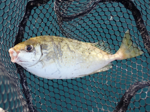 アイゴの釣果