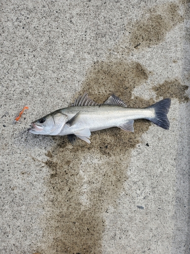 タイリクスズキの釣果