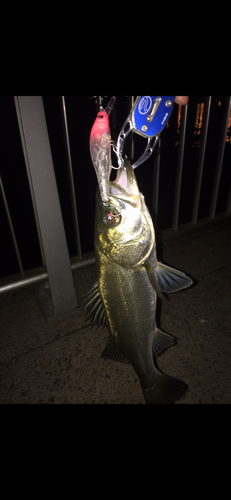 シーバスの釣果