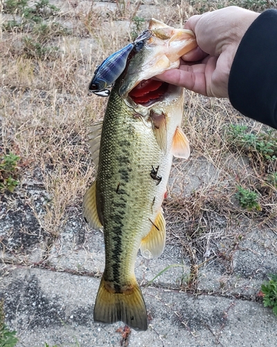 ブラックバスの釣果