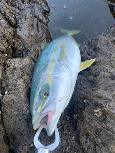 ハマチの釣果