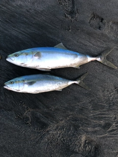 ワラサの釣果