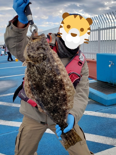 ヒラメの釣果