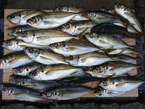 アジの釣果