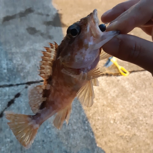 カサゴの釣果