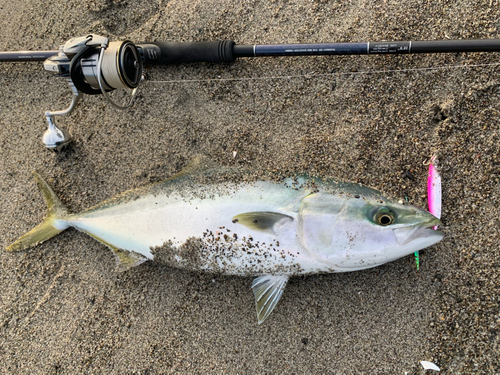 ワラサの釣果