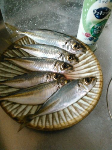 アジの釣果