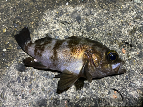 シロメバルの釣果