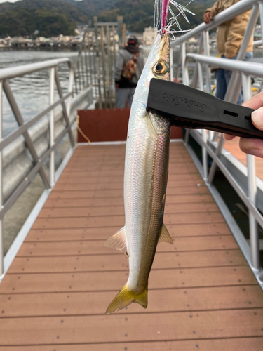 カマスの釣果