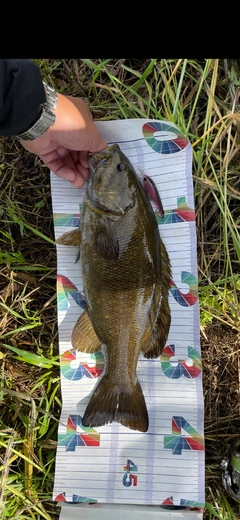 スモールマウスバスの釣果