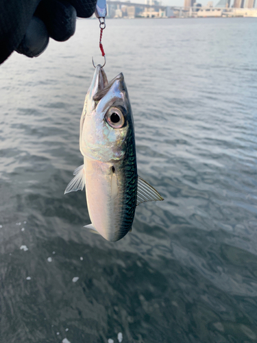 サバの釣果