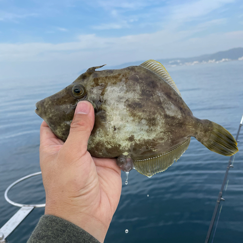 カワハギの釣果