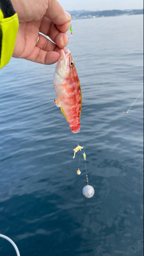 ホシササノハベラの釣果