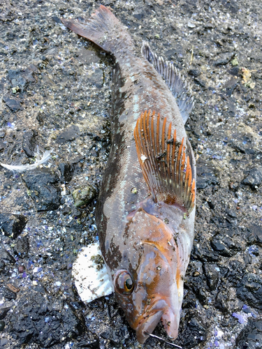 アイナメの釣果