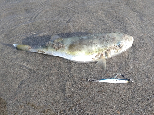 シロサバフグの釣果