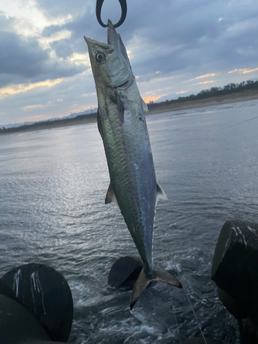 サゴシの釣果