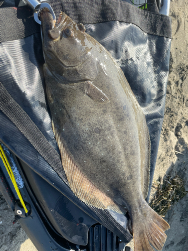 ヒラメの釣果