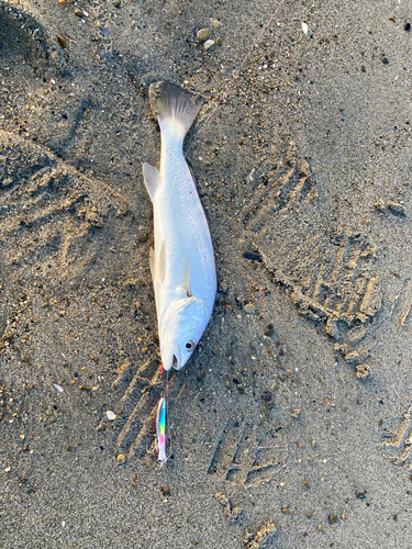 ニベの釣果