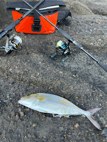 ショゴの釣果