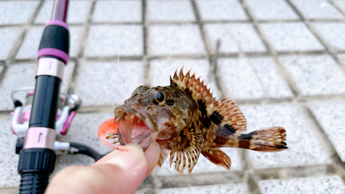 カサゴの釣果