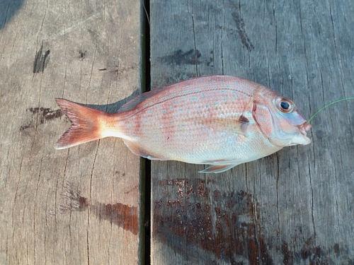 チダイの釣果