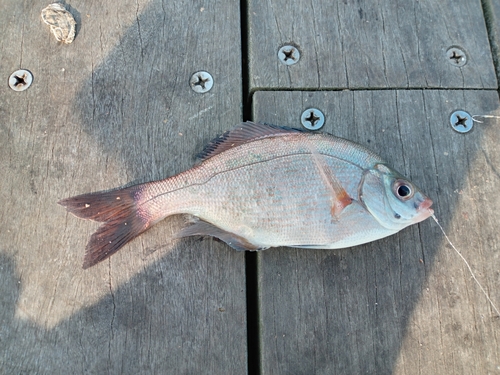 ウミタナゴの釣果