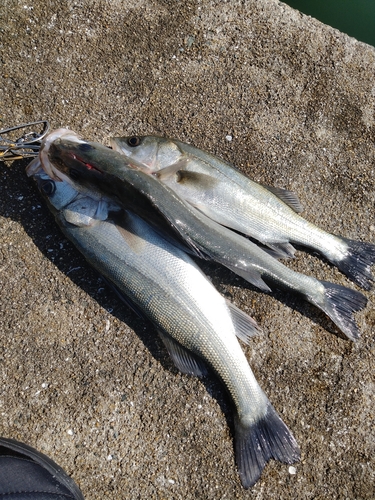 セイゴ（マルスズキ）の釣果