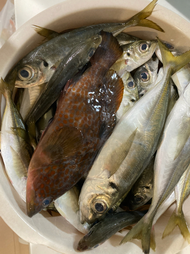 アジの釣果