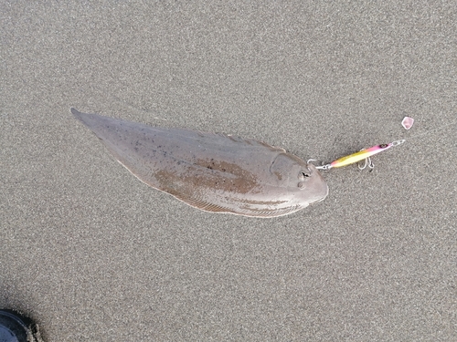 ウシノシタの釣果