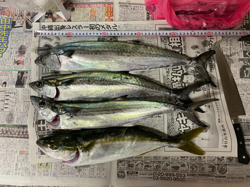 サゴシの釣果