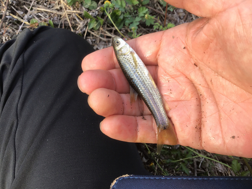 タモロコの釣果