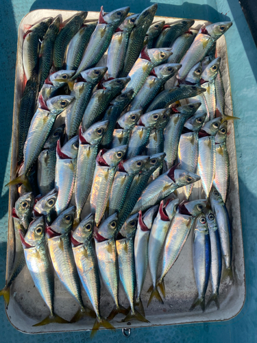 サバの釣果