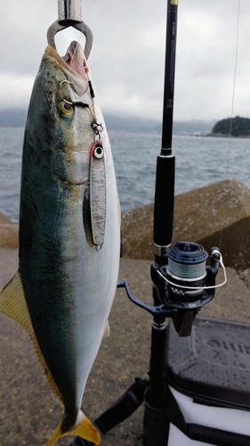 イナダの釣果