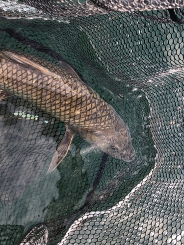 ニゴイの釣果