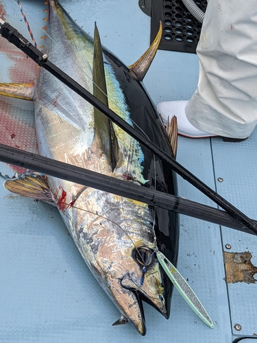 キハダマグロの釣果