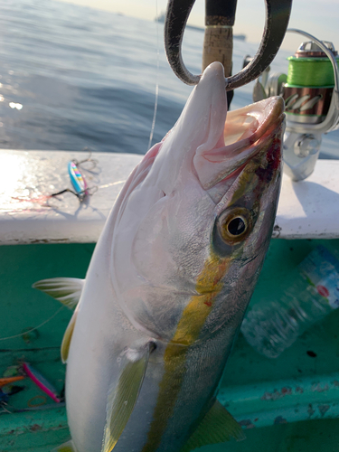 イナダの釣果