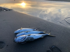 ハマチの釣果