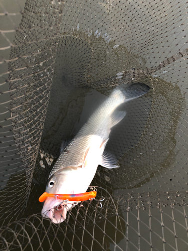 ニゴイの釣果