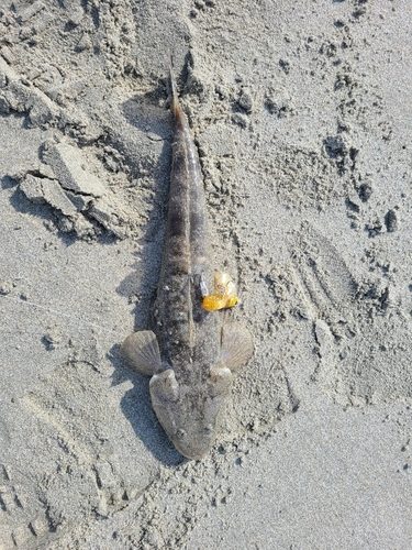 コチの釣果