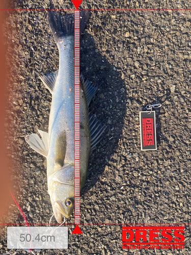 シーバスの釣果