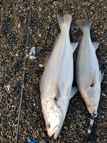 オオニベの釣果