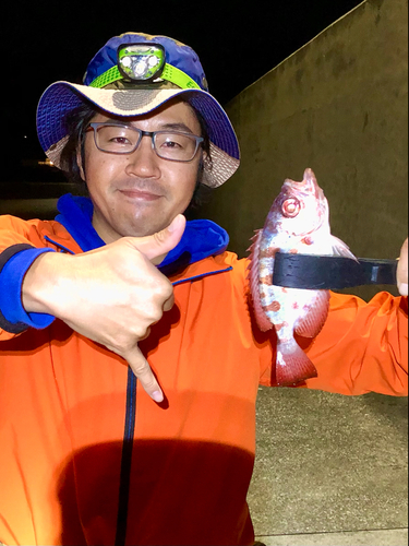 ホウセキキントキの釣果