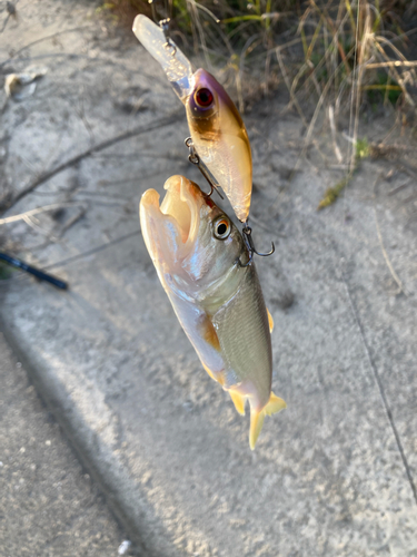 釣果