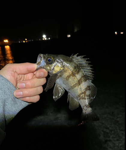 メバルの釣果